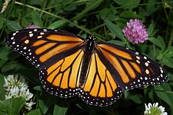 250px-Monarch_In_May.jpg