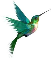 hummingbird_2.jpg