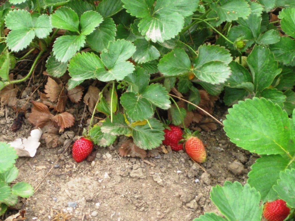 strawberry_pic_2.jpg