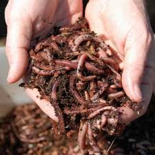 worm%20composting.jpg